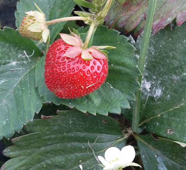 Fragole